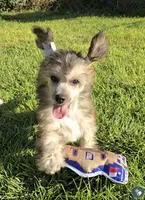 Braxton Long Star Angel , a male Chinese Crested for sale in Amarillo, TX – 6 of 7