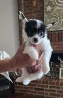 Uliana Long Star Angel, a female Chinese Crested for sale in Amarillo, TX – Photo 1 of 7