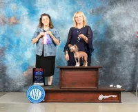 Uliana Long Star Angel, a female Chinese Crested for sale in Amarillo, TX – Photo 3 of 7