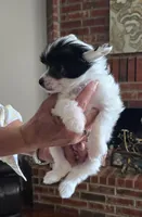 Uliana Long Star Angel, a female Chinese Crested for sale in Amarillo, TX – Photo 4 of 7