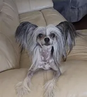 Uliana Long Star Angel, a female Chinese Crested for sale in Amarillo, TX – Photo 2 of 7