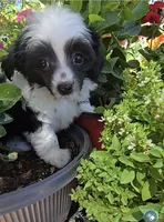 Indigo Long Star Angel , a male Chinese Crested for sale in Amarillo, TX – 4 of 6