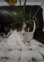 Gloria Long Star Angel , a female Chinese Crested for sale in Amarillo, TX – Photo 2 of 6