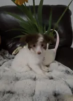 Gloria Long Star Angel , a female Chinese Crested for sale in Amarillo, TX – Photo 3 of 6