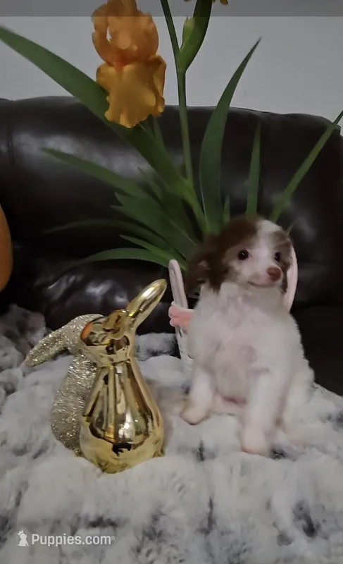 Gloria Long Star Angel  – Chinese Crested puppy for sale in Amarillo, TX
