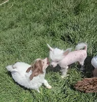 Gloria Long Star Angel , a female Chinese Crested for sale in Amarillo, TX – Photo 6 of 6