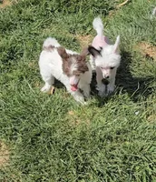 Gloria Long Star Angel , a female Chinese Crested for sale in Amarillo, TX – Photo 5 of 6