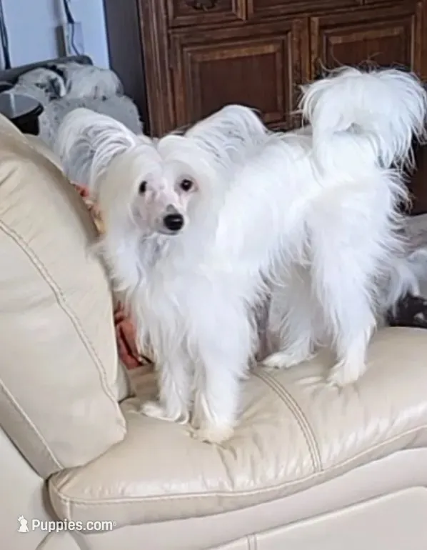 Filip Long Star Angel  – Chinese Crested puppy for sale in Amarillo, TX