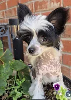 Hudson Long Star Angel , a male Chinese Crested for sale in Amarillo, TX – 4 of 5