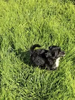 Inga Long Star Angel , a female Chinese Crested for sale in Amarillo, TX – 3 of 7