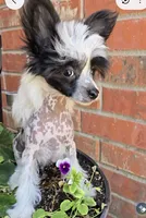 Hudson Long Star Angel , a male Chinese Crested for sale in Amarillo, TX – 3 of 5