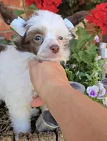 Dylan Long  Star  Angel, a male Chinese Crested for sale in Amarillo, TX – Photo 6 of 9