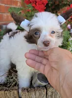 Dylan Long  Star  Angel, a male Chinese Crested for sale in Amarillo, TX – Photo 4 of 9