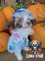 Dylan Long  Star  Angel, a male Chinese Crested for sale in Amarillo, TX – Photo 1 of 9