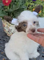 Dylan Long  Star  Angel, a male Chinese Crested for sale in Amarillo, TX – Photo 3 of 9
