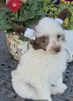 Dylan Long  Star  Angel, a male Chinese Crested for sale in Amarillo, TX – Photo 2 of 9