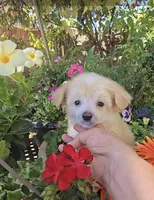 Irving Long Star Angel , a male Chinese Crested for sale in Amarillo, TX – 3 of 5