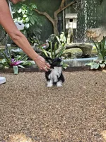 Holly Long Star Angel , a female Chinese Crested for sale in Amarillo, TX – 8 of 9