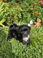 Inga Long Star Angel , a female Chinese Crested for sale in Amarillo, TX – 7 of 7