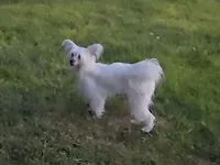 Filip Long Star Angel , a male Chinese Crested for sale in Amarillo, TX – 2 of 6