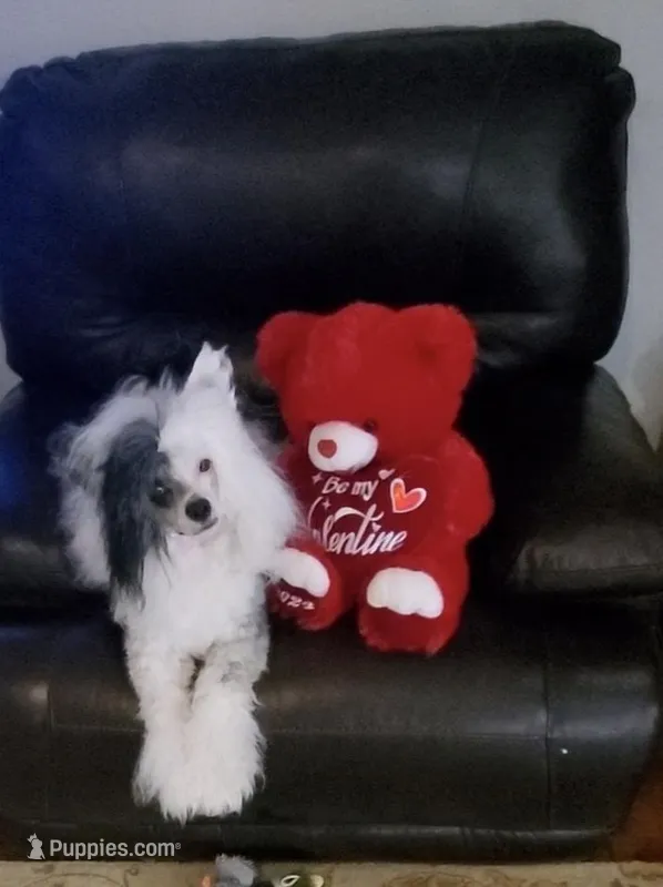 Hamlet Long Star Angel