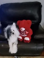 Hamlet Long Star Angel, a male Chinese Crested for sale in Amarillo, TX – Photo 1 of 4