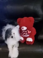 Hamlet Long Star Angel, a male Chinese Crested for sale in Amarillo, TX – Photo 4 of 4