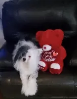 Hamlet Long Star Angel, a male Chinese Crested for sale in Amarillo, TX – Photo 3 of 4