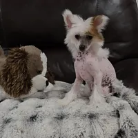 Felix Long Star Angel, a male Chinese Crested for sale in Amarillo, TX – Photo 7 of 10