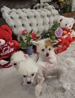 processed/2146f4c5-2856-4a4b-baca-aa2bba8389a1/listing/82368af2-7369-44c5-bf61-d51978ca7113/13265461-b56c-4c54-bdc1-b6daa7e06c55