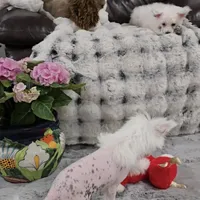 Felix Long Star Angel, a male Chinese Crested for sale in Amarillo, TX – Photo 6 of 10