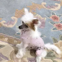 Felix Long Star Angel, a male Chinese Crested for sale in Amarillo, TX – Photo 9 of 10