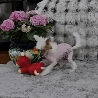 Felix Long Star Angel, a male Chinese Crested for sale in Amarillo, TX – Photo 8 of 10