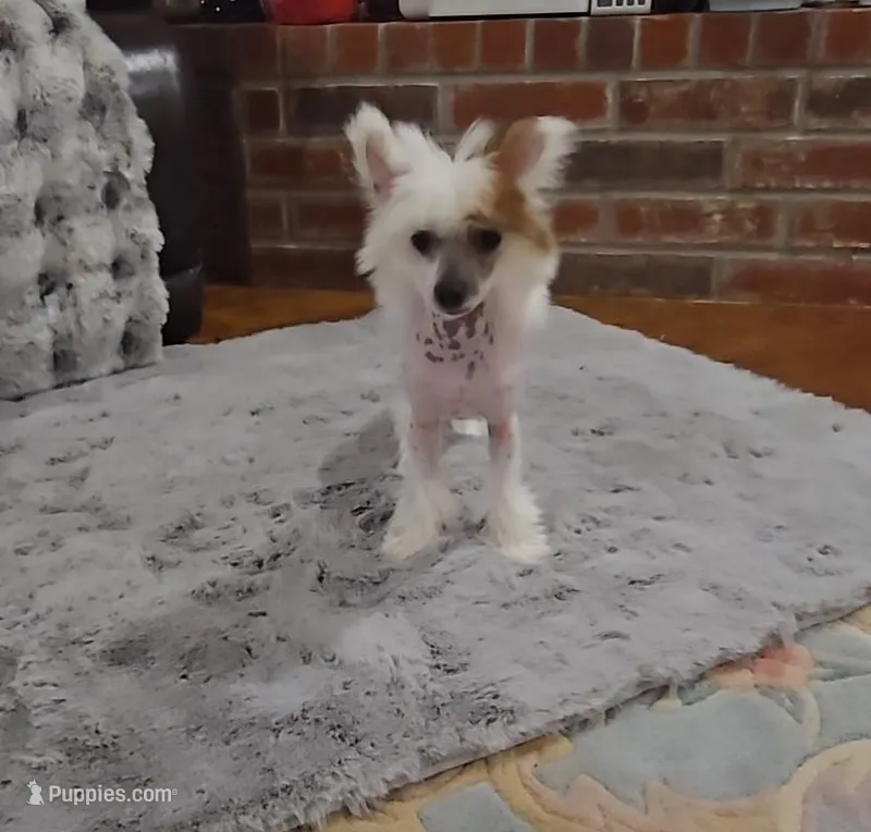 Felix Long Star Angel – Chinese Crested puppy for sale in Amarillo, TX