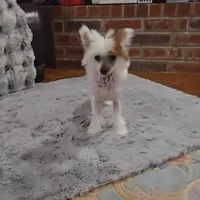 Felix Long Star Angel, a male Chinese Crested for sale in Amarillo, TX – Photo 3 of 10