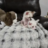 Felix Long Star Angel, a male Chinese Crested for sale in Amarillo, TX – Photo 10 of 10