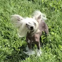 Felix Long Star Angel, a male Chinese Crested for sale in Amarillo, TX – Photo 2 of 10