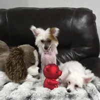 Felix Long Star Angel, a male Chinese Crested for sale in Amarillo, TX – Photo 5 of 10