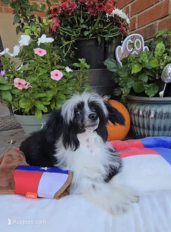 Indigo Long Star Angel  – Chinese Crested puppy for sale in Amarillo, TX