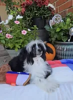 Indigo Long Star Angel , a male Chinese Crested for sale in Amarillo, TX – 1 of 10