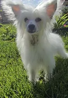 Filip Long Star Angel, a male Chinese Crested for sale in Amarillo, TX – 7 of 8