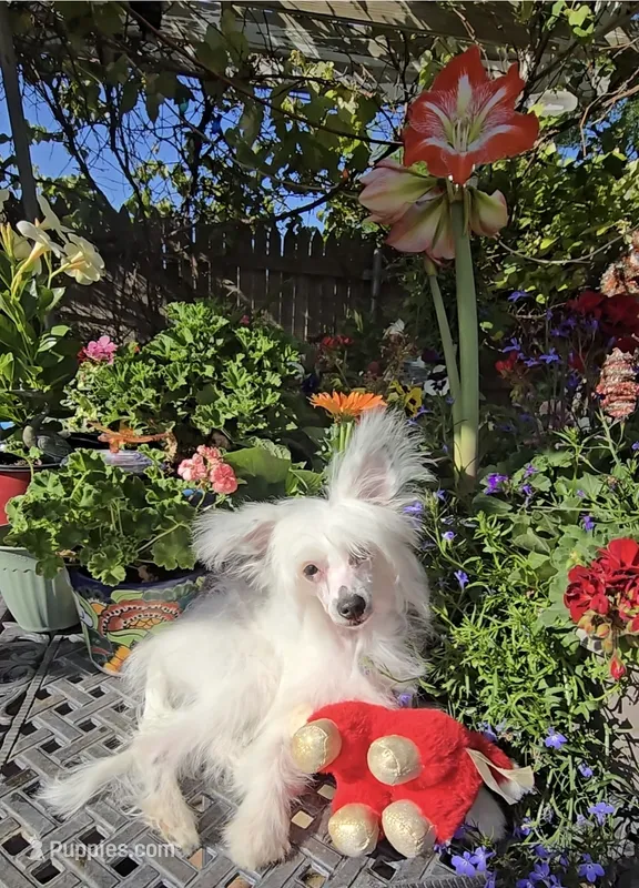 Filip Long Star Angel – Chinese Crested puppy for sale in Amarillo, TX