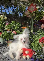 Filip Long Star Angel, a male Chinese Crested for sale in Amarillo, TX – 1 of 8