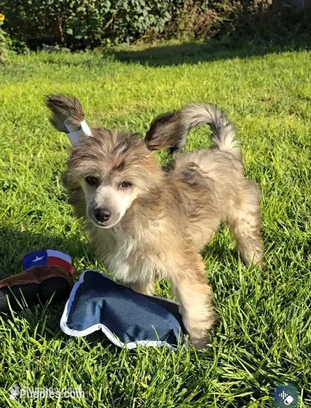 Braxton Long Star Angel  – Chinese Crested puppy for sale in Amarillo, TX