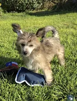 Braxton Long Star Angel , a male Chinese Crested for sale in Amarillo, TX – 7 of 7