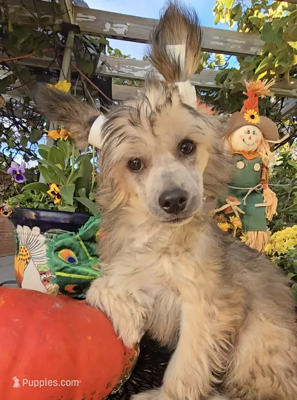 Braxton Long Star Angel  – Chinese Crested puppy for sale in Amarillo, TX
