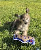 Braxton Long Star Angel , a male Chinese Crested for sale in Amarillo, TX – 4 of 7