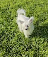 Filip Long Star Angel, a male Chinese Crested for sale in Amarillo, TX – 10 of 10