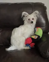 Filip Long Star Angel , a male Chinese Crested for sale in Amarillo, TX – 6 of 6