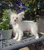 Filip Long Star Angel, a male Chinese Crested for sale in Amarillo, TX – 9 of 10